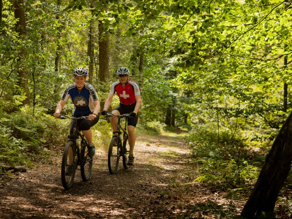 Bos op schouwen duiveland